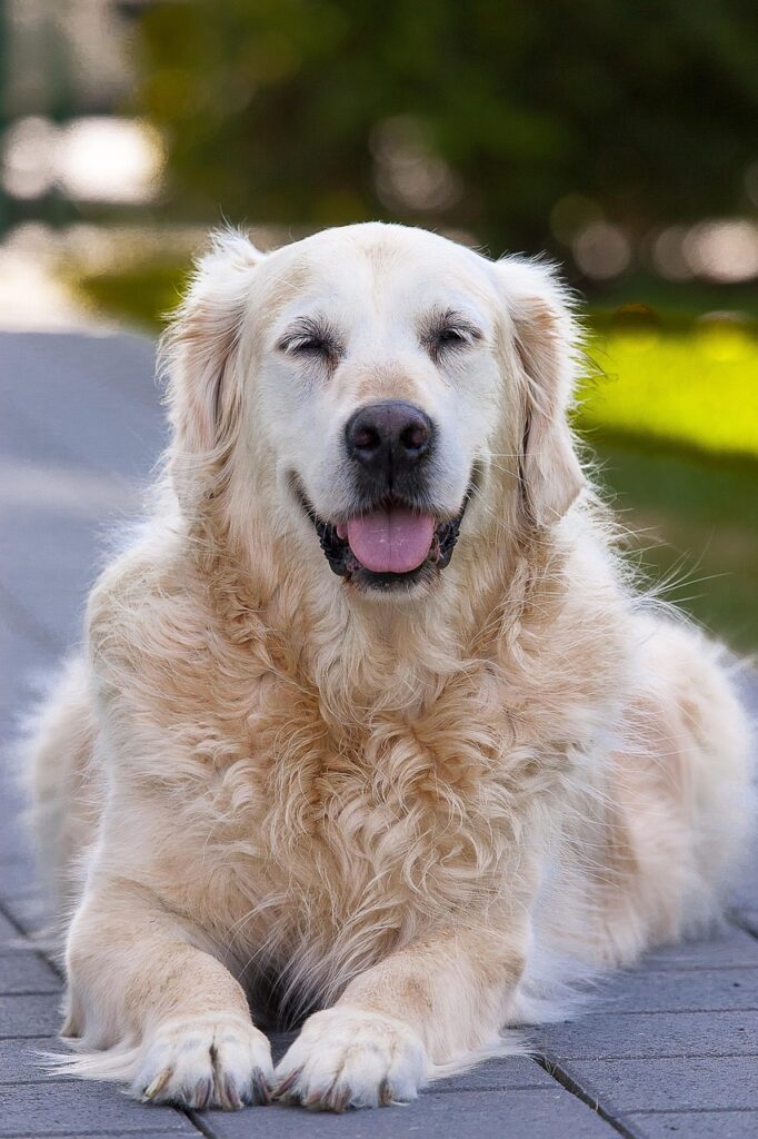 dog, domestic animal, mammal, cute, golden retriever, fun, old, senior, pet, portrait, animal, best friend, golden retriever, golden retriever, golden retriever, golden retriever, golden retriever