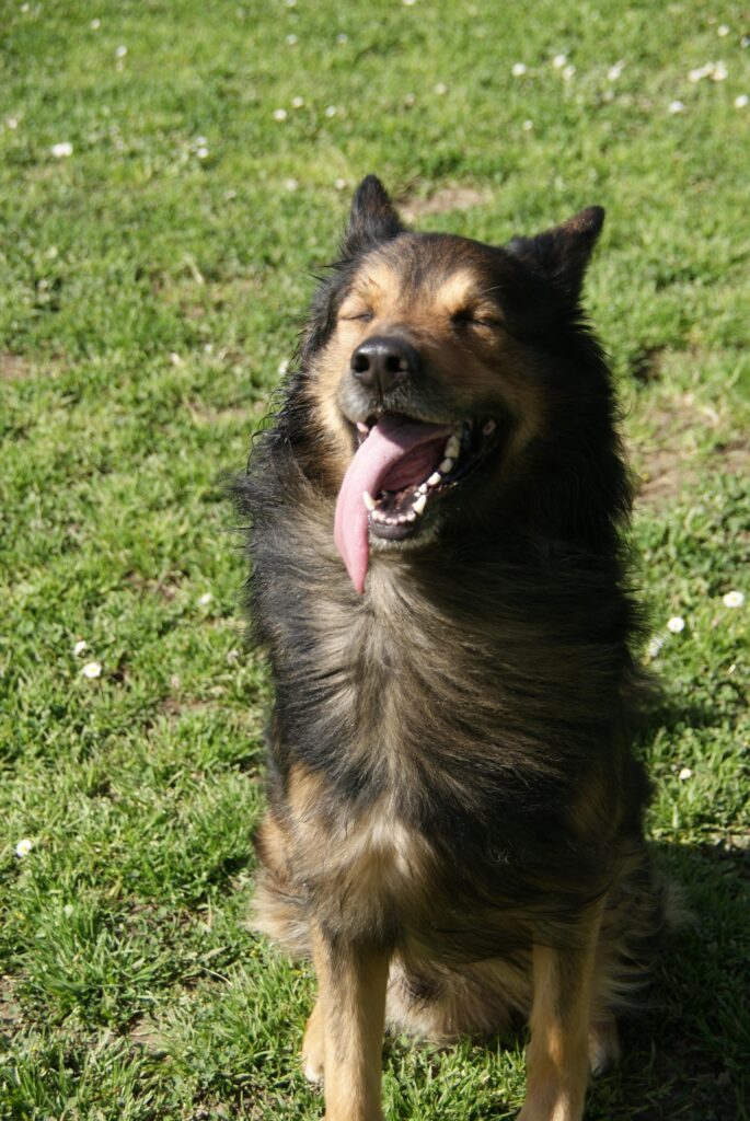 Cheerful dog enjoying the sun, sitting on vibrant grass.